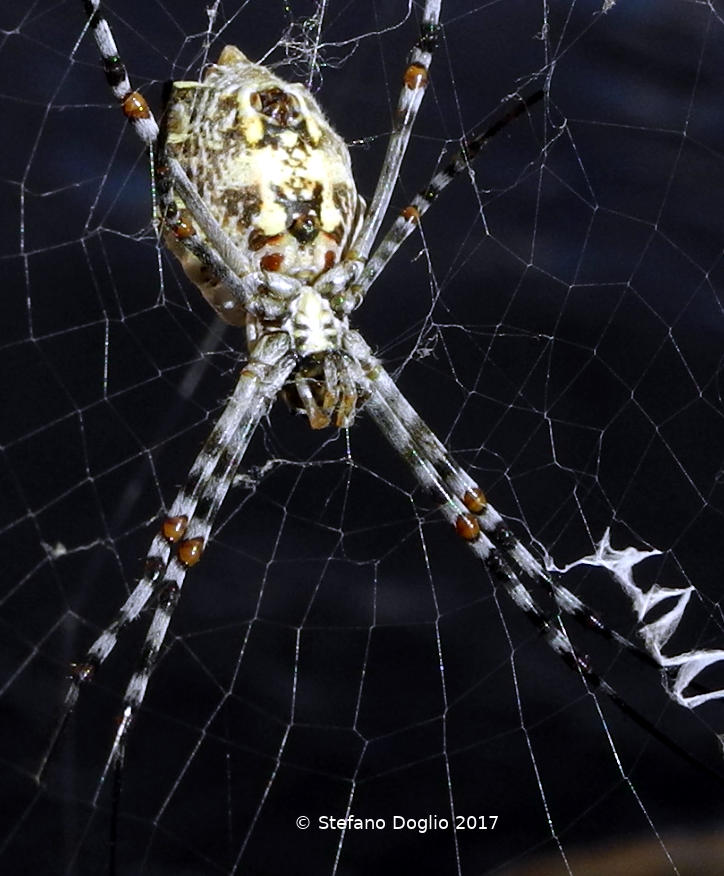 Argiope sp. (A. lobata?)